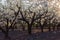 Plum tree blooming in the field at golden sunset. Nature background on springtime