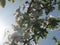 Plum tree blossoms with blue sky background