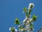 Plum tree blossoms with blue sky background