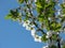 Plum tree blossoms with blue sky background