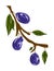 Plum tree branch isolated on white vector illustration. Idea for decors, celebrations, spring themes. Ready-made artwork.