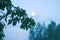 Plum tree branches in evening mist in summer garden