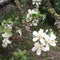 Plum tree petals