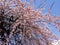 Plum tree with pink blossoms against blue sky