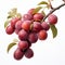 Plum Trees: Abundant Fruits On A Soft-edged, Berrypunk White Background