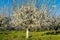 Plum trees in blossom in orchard on sunny spring day