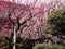 Plum trees blossoming in a Japanese garden