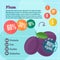 Plum vitamins infographics in a flat style