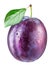 Plum with water drops. File contains clipping path