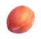 Plum on white background