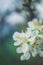 Plum white flowers on tree branch at spring in the evening