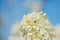 Plum white flowers on tree branch at spring in the evening