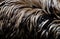 Plumage of an emu