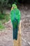 Plumage feathers on back of a female Australian King Parrot, Alisterus scapularis, perched on a fence post, Kennett River,