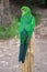 Plumage feathers on back of a female Australian King Parrot, Alisterus scapularis, perched on a fence post, Kennett River,