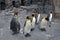 The plumage of the king penguin