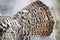 The plumage is a large Grouse close-up