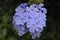 Plumbago