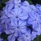 Plumbago