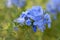 Plumbago