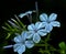 Plumbago