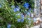 Plumbago Auriculata, Blue or Cape Plumbago or Cape Leadwort creeper blooming evergreen plant