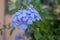 Plumbago auriculata blue flowering plant, group of flowering flowers on shrub