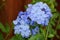 Plumbago auriculata, Blue Plumbago, Cape leadwort