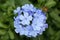 Plumbago auriculata, Blue Plumbago, Cape leadwort