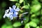 Plumbago Auriculata Capensis in the garden