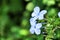 Plumbago Auriculata Capensis in the garden