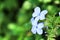 Plumbago Auriculata Capensis in the garden