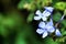 Plumbago Auriculata Capensis in the garden