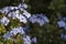 Plumbago auriculata close up - Small blue flower macro photo