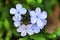 Plumbago Auriculata flowers in the garden