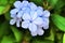 Plumbago Auriculata flowers in the garden