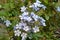 Plumbago auriculata flowers in light blue purple shade