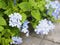 Plumbago auriculata LamK Plumbaginaceae Leadwort, capensis Thunb Indigo or blue color flower blooming in garden on nature