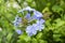 Plumbago auriculata light blue flowering plant