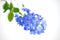 Plumbago auriculata, Sky flower, Cape leadwort flowers on white