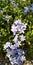 Plumbago auriculata white & blue flower