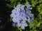 Plumbago Auriculate (Blue Plumbago or Cape Leadwort) Plant Blossoming in Garden.