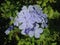 Plumbago Auriculate (Blue Plumbago or Cape Leadwort) Plant Blossoming in Garden.