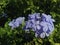 Plumbago Auriculate (Blue Plumbago or Cape Leadwort) Plant Blossoming in Garden.