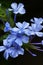 Plumbago capensis