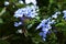 Plumbago capensis