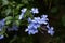 Plumbago capensis