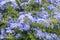 Plumbago europaea