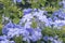 Plumbago europaea