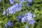 Plumbago europaea